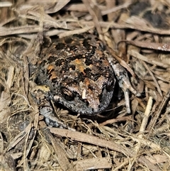 Uperoleia laevigata at Braidwood, NSW - 24 Sep 2024