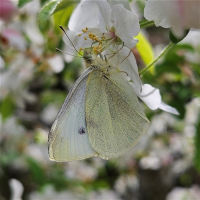 Pieris rapae (Cabbage White) at Braidwood, NSW - 24 Sep 2024 by MatthewFrawley