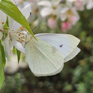 Pieris rapae at Braidwood, NSW - 24 Sep 2024 03:58 PM