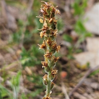 Plantago varia (Native Plaintain) at Whitlam, ACT - 24 Sep 2024 by sangio7