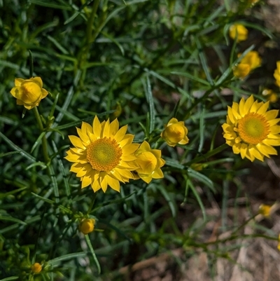 Xerochrysum viscosum (Sticky Everlasting) at Boweya, VIC - 22 Sep 2024 by Darcy