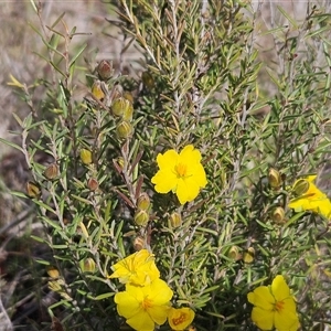 Hibbertia calycina at Whitlam, ACT - 24 Sep 2024