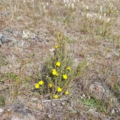 Hibbertia calycina at Whitlam, ACT - 24 Sep 2024