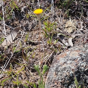 Leptorhynchos squamatus subsp. squamatus at Whitlam, ACT - 24 Sep 2024