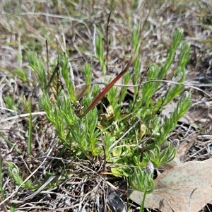 Leptorhynchos squamatus subsp. squamatus at Whitlam, ACT - 24 Sep 2024