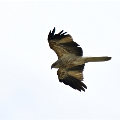 Haliastur sphenurus (Whistling Kite) at Fyshwick, ACT - 24 Sep 2024 by Thurstan