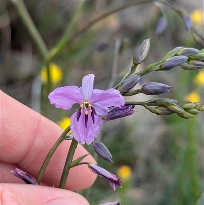 Arthropodium strictum (Chocolate Lily) at Boweya, VIC - 22 Sep 2024 by Darcy