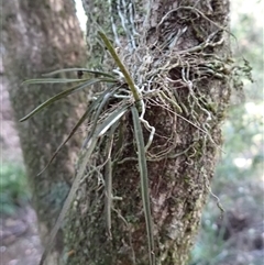 Sarcochilus hillii (Morrison's Tree-orchid, or Myrtle Bells) at Tanja, NSW - 18 Sep 2024 by plants