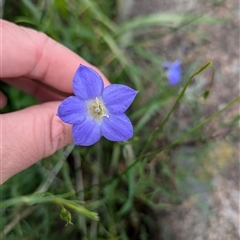 Wahlenbergia stricta subsp. stricta (Tall Bluebell) at Boweya, VIC - 22 Sep 2024 by Darcy