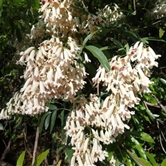 Pandorea pandorana (Wonga Wonga Vine) at Cathcart, NSW - 18 Sep 2024 by plants