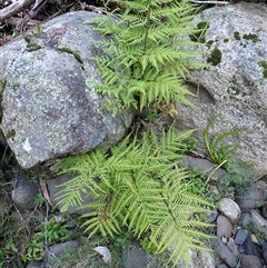 Pteris tremula (Tender Brake) at Cathcart, NSW - 19 Sep 2024 by plants