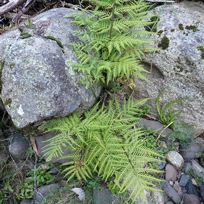 Pteris tremula (Tender Brake) at Cathcart, NSW - 19 Sep 2024 by plants