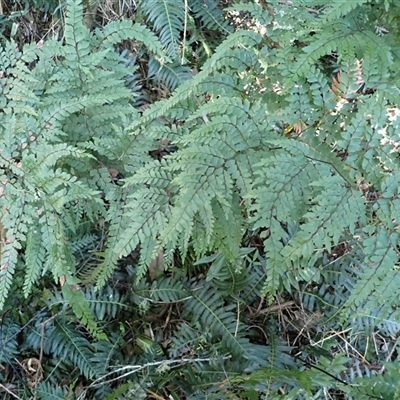 Adiantum formosum (Black Stem, Black-stem Maidenhair) at Cathcart, NSW - 19 Sep 2024 by plants