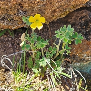 Oxalis thompsoniae at Whitlam, ACT - 24 Sep 2024 11:30 AM