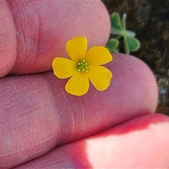 Oxalis thompsoniae at Whitlam, ACT - 24 Sep 2024 11:30 AM