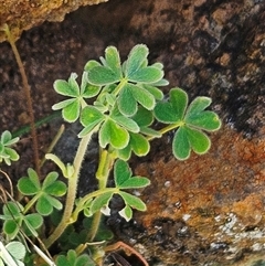 Oxalis thompsoniae at Whitlam, ACT - 24 Sep 2024 11:30 AM