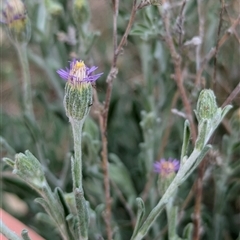 Vittadinia gracilis (New Holland Daisy) at Boweya, VIC - 22 Sep 2024 by Darcy