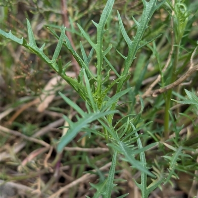 Isotoma axillaris (Australian Harebell, Showy Isotome) at Boweya, VIC - 22 Sep 2024 by Darcy