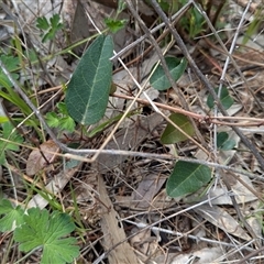 Hardenbergia violacea (False Sarsaparilla) at Boweya, VIC - 22 Sep 2024 by Darcy