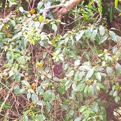 Leichhardtia rostrata (Milk Vine) at Mount Darragh, NSW - 19 Sep 2024 by plants