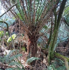 Dicksonia antarctica (Soft Treefern) at Mount Darragh, NSW - 19 Sep 2024 by plants