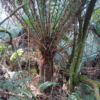 Dicksonia antarctica (Soft Treefern) at Mount Darragh, NSW - 19 Sep 2024 by plants