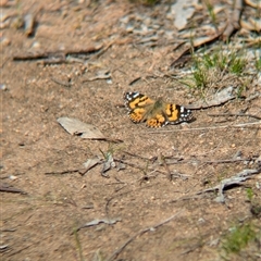 Vanessa kershawi (Australian Painted Lady) at Boweya, VIC - 22 Sep 2024 by Darcy