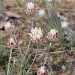 Leucochrysum albicans subsp. tricolor (Hoary Sunray) at Whitlam, ACT - 24 Sep 2024 by sangio7