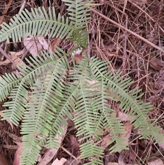 Sticherus lobatus (Spreading Fan Fern) at Lochiel, NSW - 19 Sep 2024 by plants