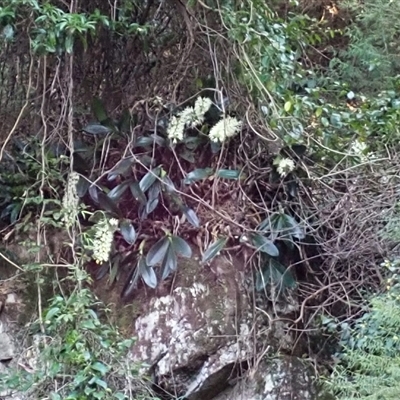 Thelychiton speciosa (Rock Lily) at South Wolumla, NSW - 19 Sep 2024 by plants