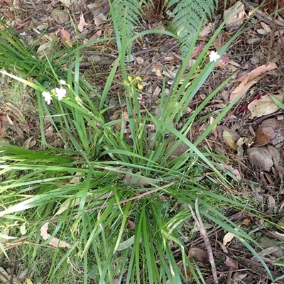 Libertia paniculata (Branching Grass-flag) at South Wolumla, NSW - 20 Sep 2024 by plants