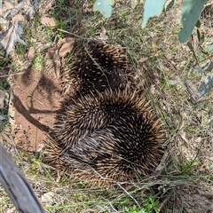 Tachyglossus aculeatus (Short-beaked Echidna) at Boweya, VIC - 22 Sep 2024 by Darcy