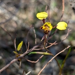 Diuris pardina (Leopard Doubletail) at Boweya, VIC - 22 Sep 2024 by Darcy