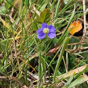 Erodium crinitum at Hawker, ACT - 24 Sep 2024 12:05 PM