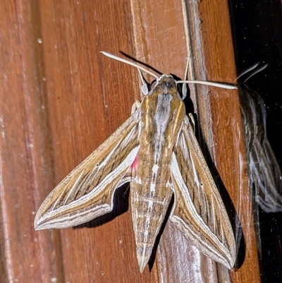 Hippotion celerio (Vine Hawk Moth) at Wallaroo, NSW - 8 Sep 2024 by Jek