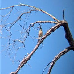 Ptilotula fusca (Fuscous Honeyeater) at Killawarra, VIC - 22 Sep 2024 by Darcy