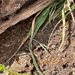 Nasutitermes sp. (genus) at Bonner, ACT - 22 Sep 2024