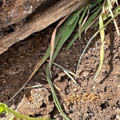 Nasutitermes sp. (genus) (Snouted termite, Gluegun termite) at Bonner, ACT - 22 Sep 2024 by MegFluke