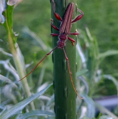 Cerambycidae (family) by UserYYUcWrIf