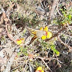 Trapezites phigalia (Heath Ochre) at Yass River, NSW - 24 Sep 2024 by SenexRugosus