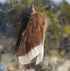 Euproctis baliolalis (Browntail Gum Moth) at Yass River, NSW - 23 Sep 2024 by SenexRugosus