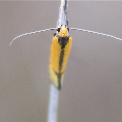 Philobota undescribed species near arabella at Wodonga, VIC - 22 Sep 2024 by KylieWaldon