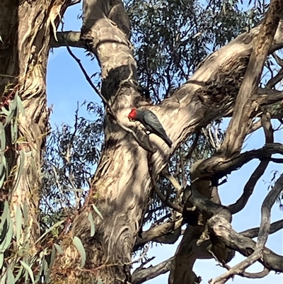 Callocephalon fimbriatum (Gang-gang Cockatoo) at Hall, ACT - 23 Sep 2024 by strigo