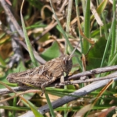 Perunga ochracea (Perunga grasshopper, Cross-dressing Grasshopper) at Whitlam, ACT - 24 Sep 2024 by SteveBorkowskis