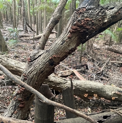 Unidentified Fungus at Bagotville, NSW - 24 Sep 2024 by Bagotville