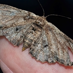 Pholodes sinistraria (Sinister or Frilled Bark Moth) at Googong, NSW - 22 Sep 2024 by WHall