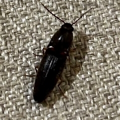 Unverified Click beetle (Elateridae) at Braidwood, NSW - 24 Sep 2024 by stellabellaxx