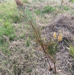 Acacia boormanii at Belconnen, ACT - 24 Sep 2024