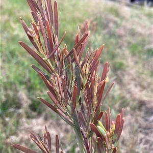 Acacia boormanii at Belconnen, ACT - 24 Sep 2024