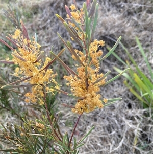 Acacia boormanii at Belconnen, ACT - 24 Sep 2024 07:50 AM